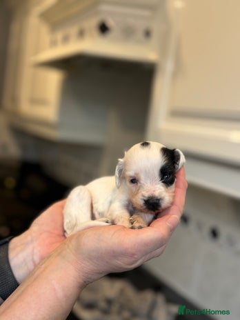 Sproodle dogs Gorgeous sproodle puppies - Family raised - Advert 2