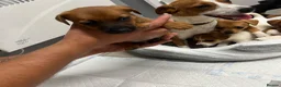 Jack Russell dogs for sale: 6 jack Russel puppies  - Advert 4