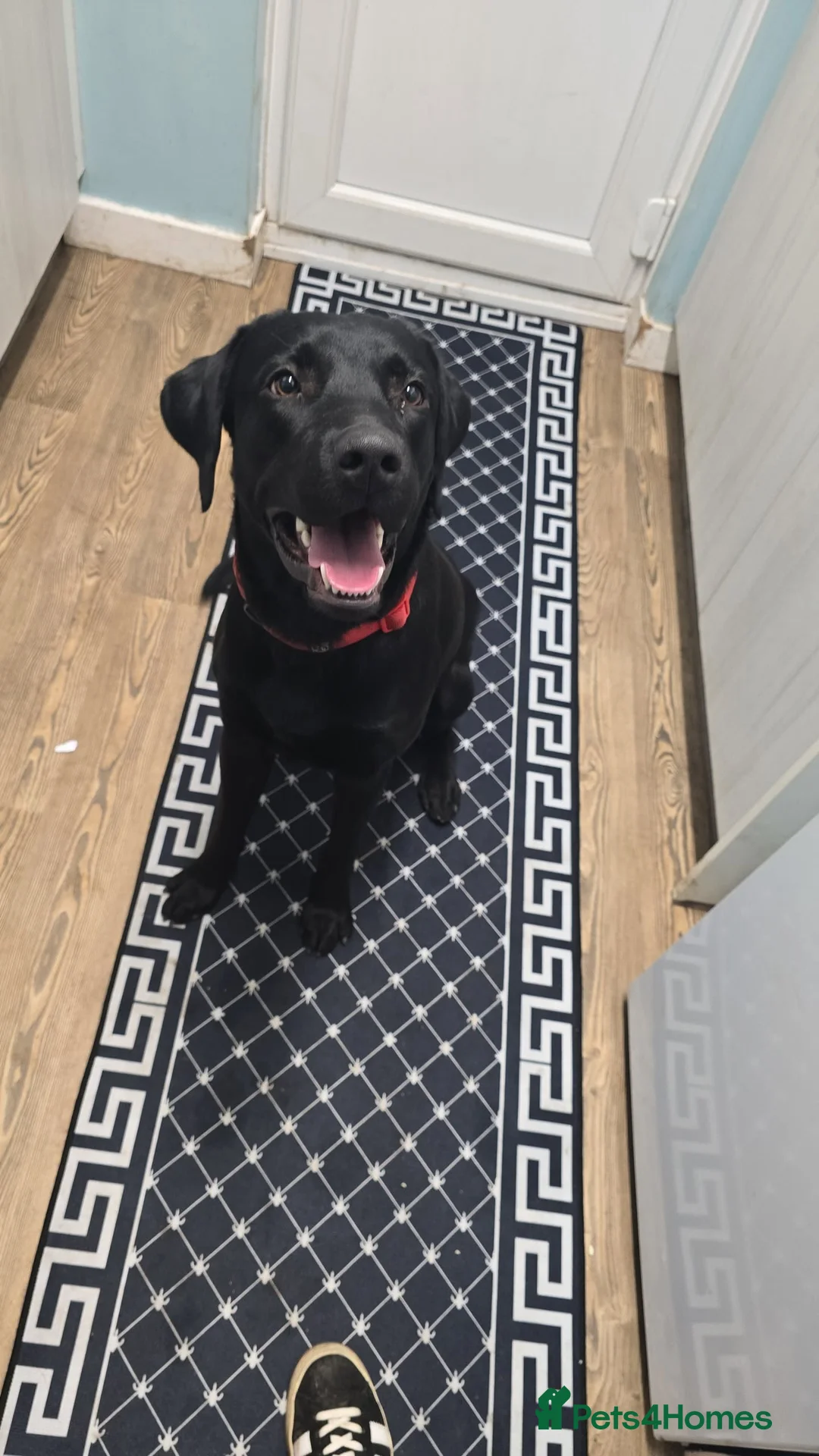Labrador Retriever dogs for sale: Male labrador  in Wrexham - Advert 1