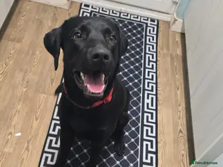 Labrador Retriever dogs Male labrador - Advert 1