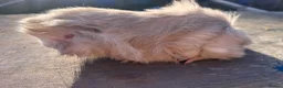 Guinea Pig rodents for sale: friendly boy guinea pigs to reserve  - Advert 3