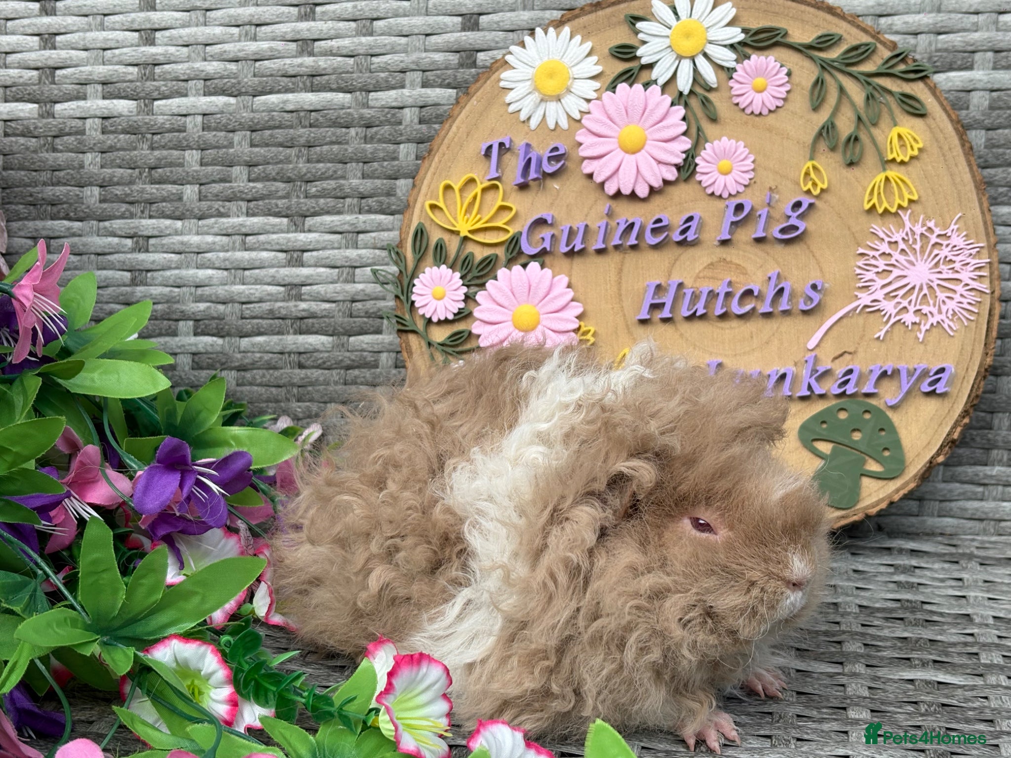 Guinea Pig rodents for sale: Purebred Lunkarya - Advert 25