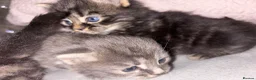 Mixed Breed cats for sale: Beautiful Kittens for sale half grey BSH - Advert 19