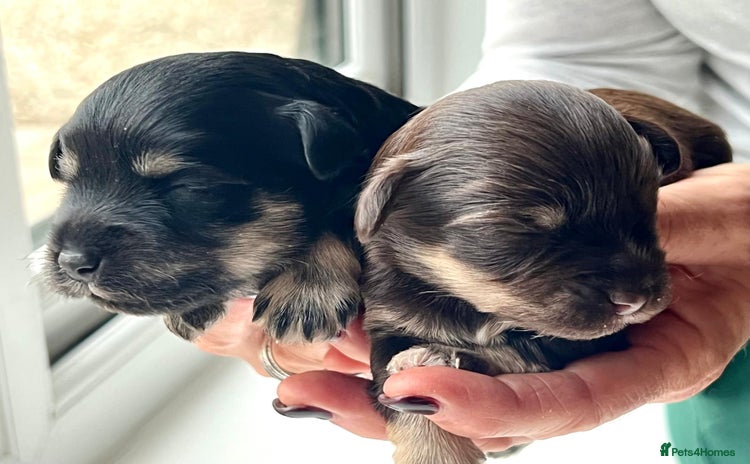 Miniature Schnauzer dogs - Advert 10