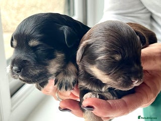 Miniature Schnauzer dogs Gorgeous KC Reg Health Tested, Mini Schnauzer Pups - Advert 9