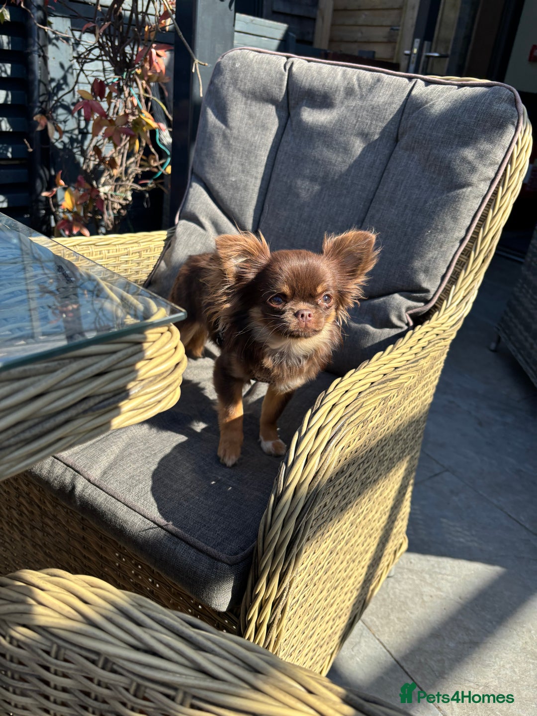 Chihuahua dogs for sale: Tiny kc reg babies!  - Advert 8