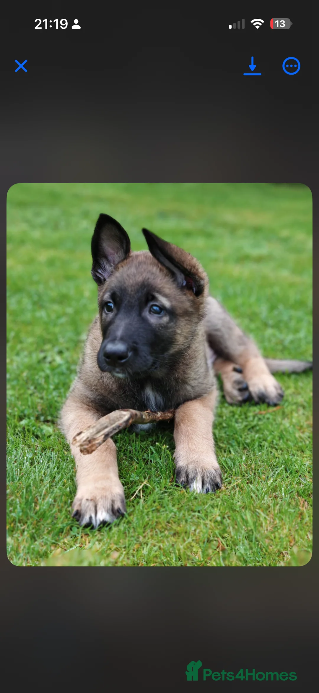 Belgian Shepherd Dog dogs for sale: Malinios male puppy in Barnoldswick - Advert 15