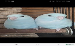 Parakeets birds for sale: Semi Tame Celestial Parrolets  - Image 1