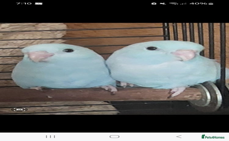 Parakeets birds - Advert 11