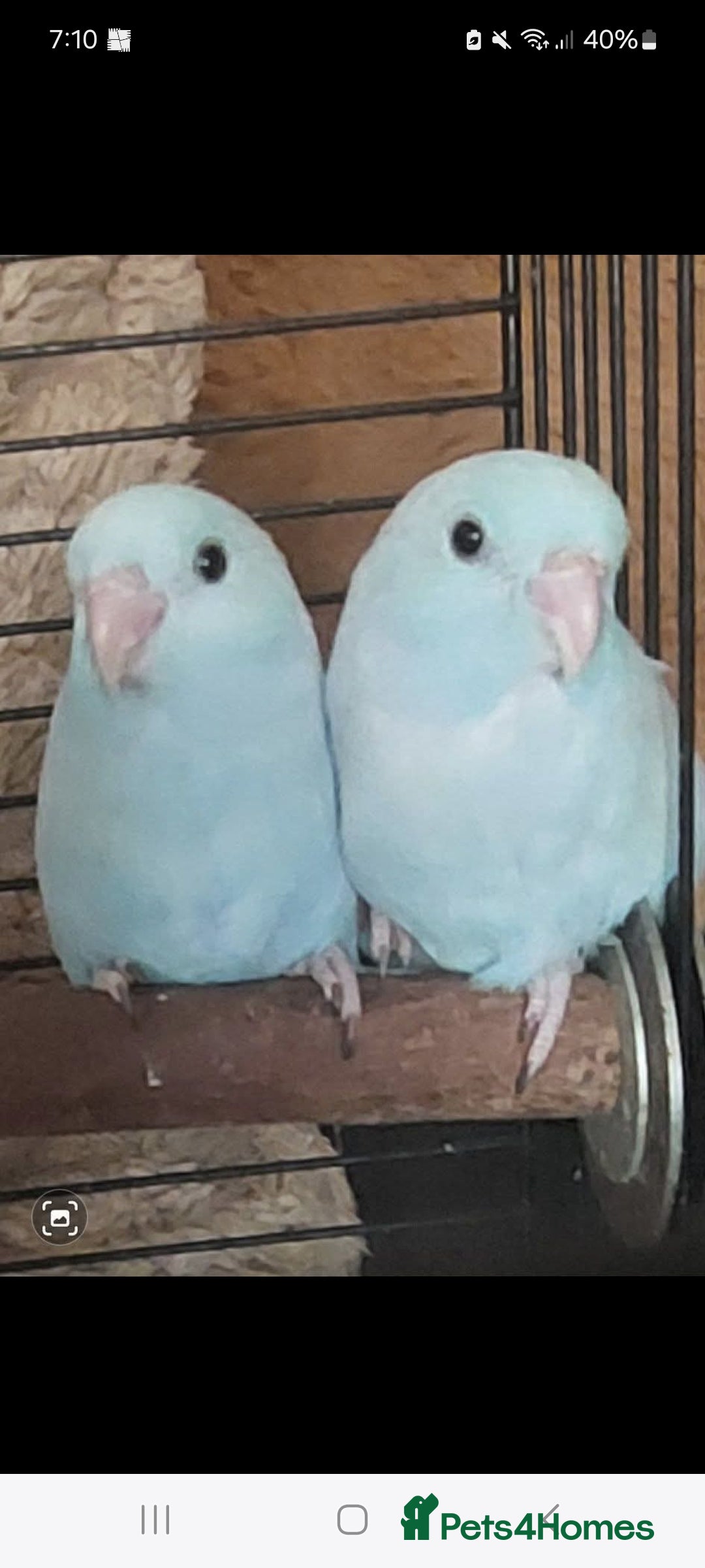 Parakeets birds for sale: Semi Tame Celestial Parrolets  - Image 1