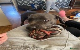 Cane Corso dogs for sale: Pure bred cane corso pups (lilac & grey) - Image 7