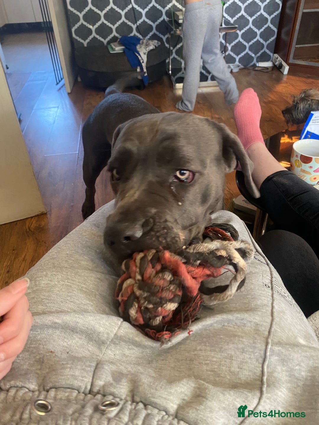 Cane Corso dogs for sale: Pure bred cane corso pups (lilac & grey) - Image 7