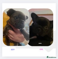French Bulldog dogs French Bulldog pups 1x blue boy left - Advert 9