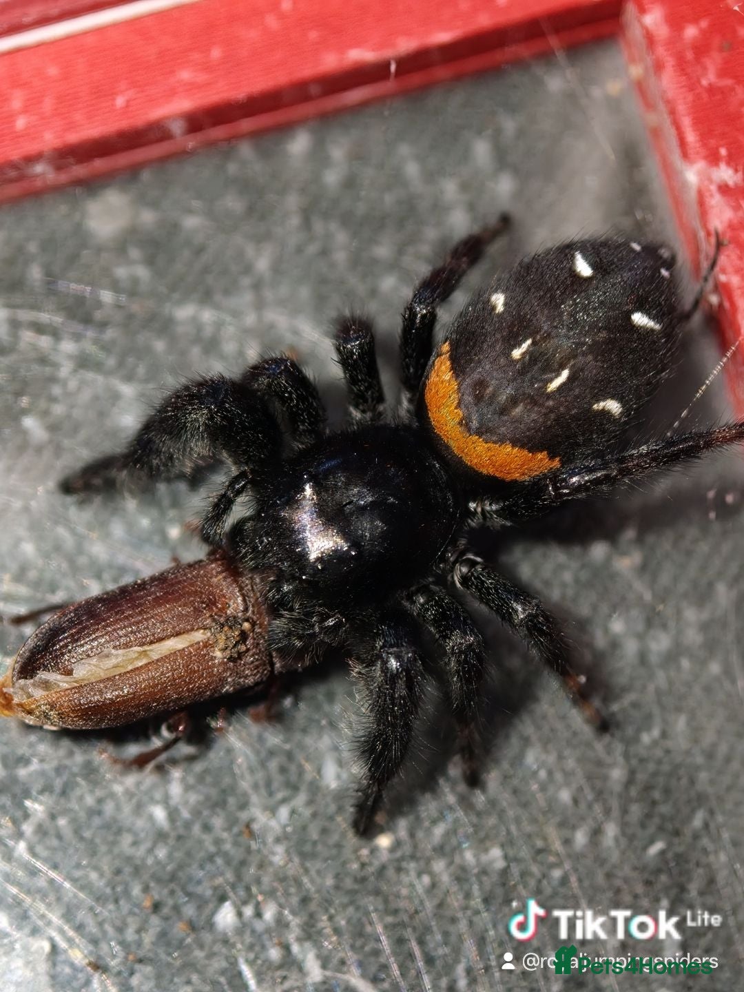 Spiders invertebrates Jumping spider Paraphidippus basalis  - Advert 12