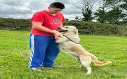 Golden Retriever dogs for sale: (Rain) Beautiful adult golden retriever for sale  - Image 7