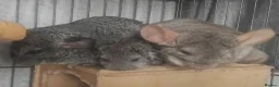 Chinchilla rodents for sale: Chinchilla małe young Preston  in Preston - Advert 1