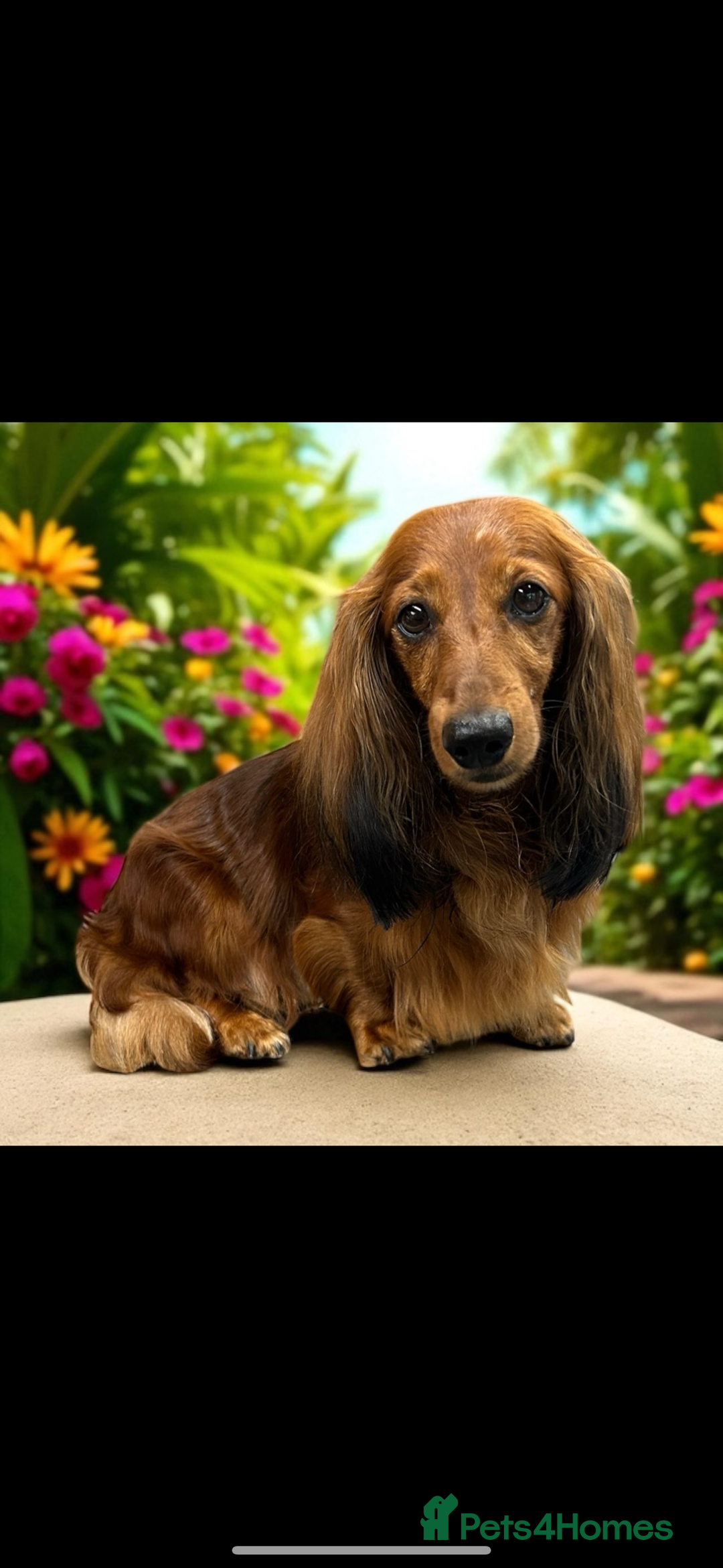 Miniature Dachshund dogs for sale: Miniature Dachshund puppies  - Image 11