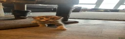 Scottish Fold cats for sale: Scottish fold and straight kittens - Advert 8