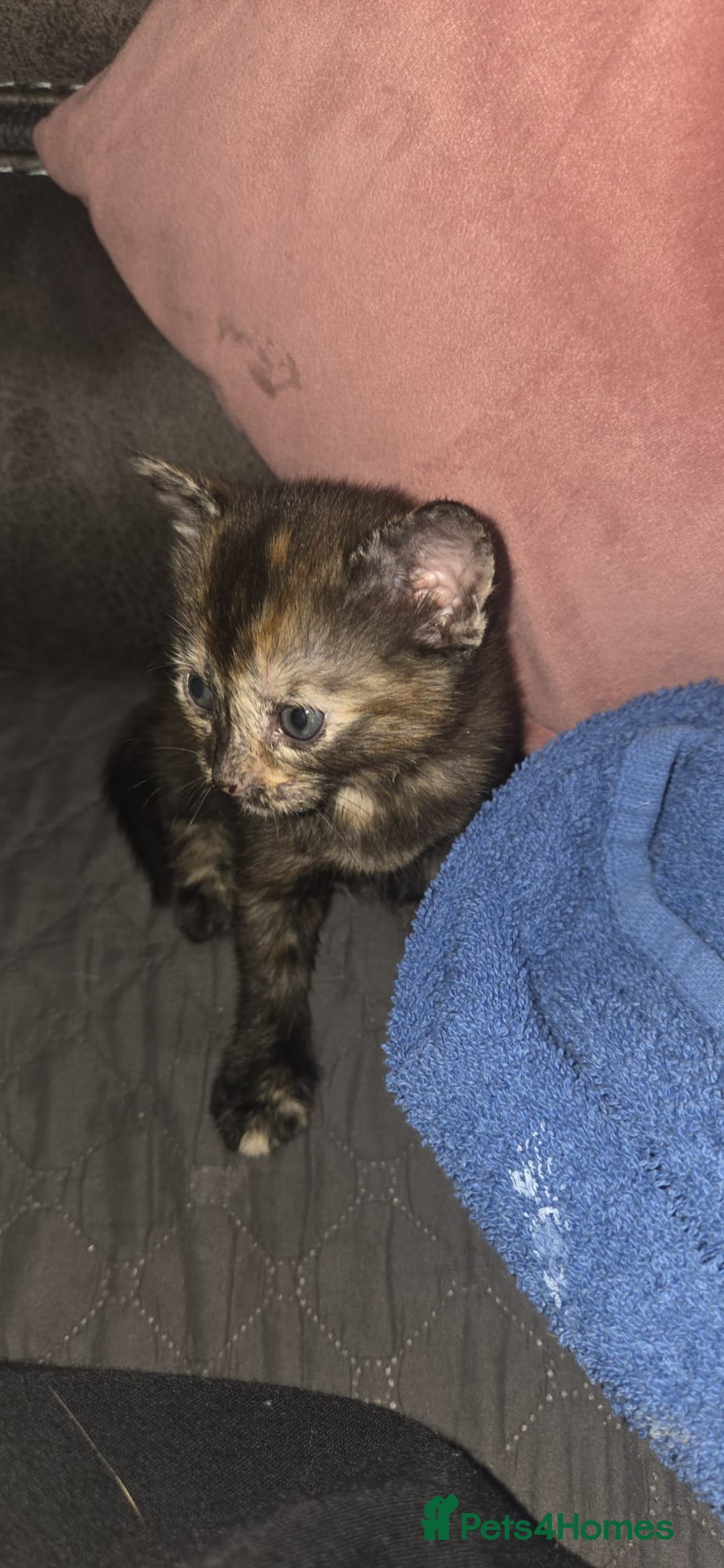British Shorthair cats for sale: 4 beautiful mixed colour - Image 18