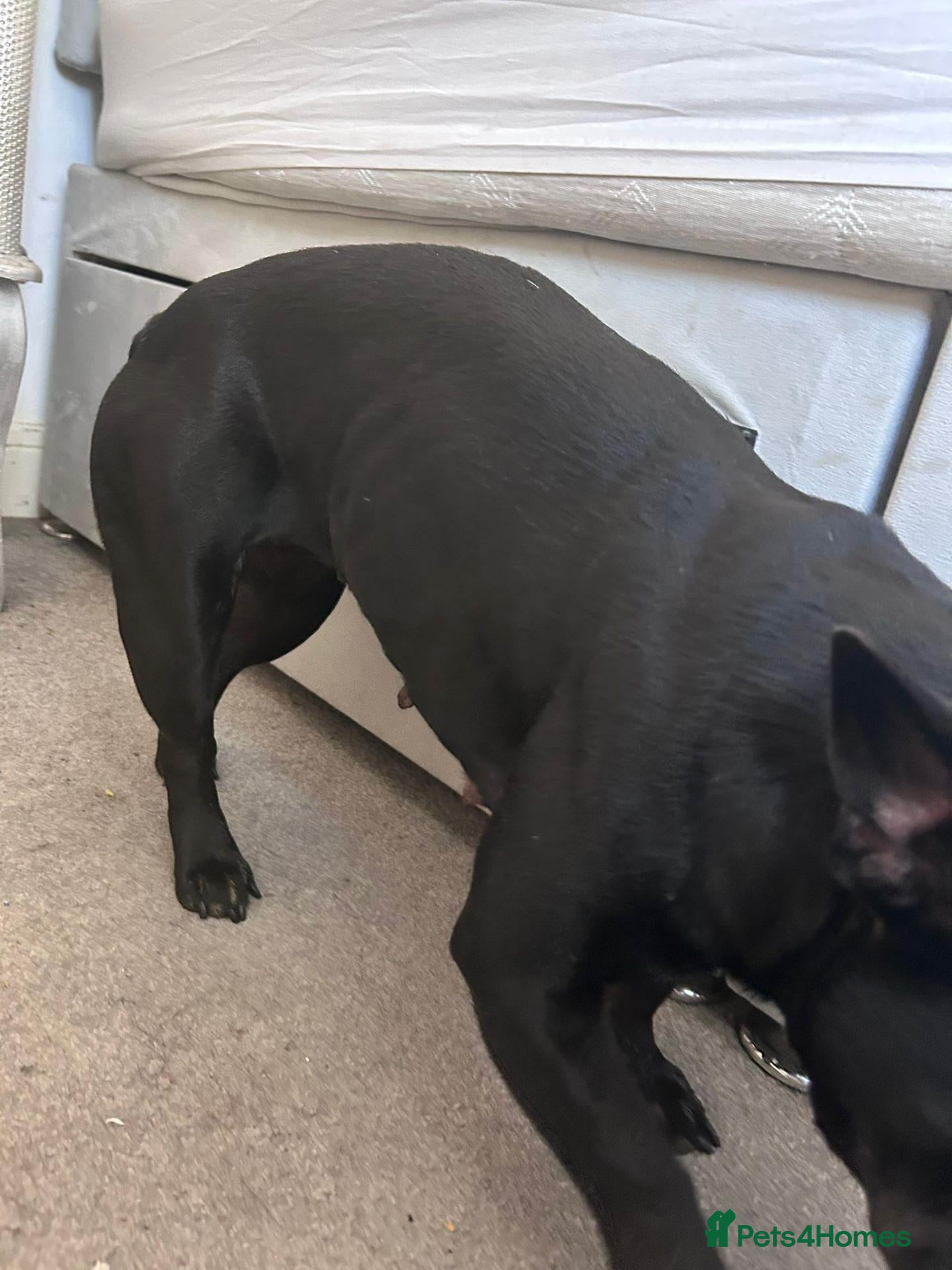 Mixed Breed dogs for sale: 2 boys 2 girls puppies  - Advert 1