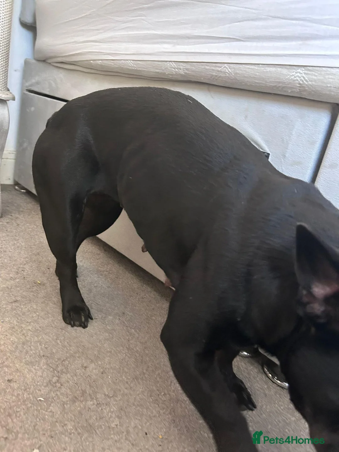 Mixed Breed dogs for sale: 2 boys 2 girls puppies  - Advert 1
