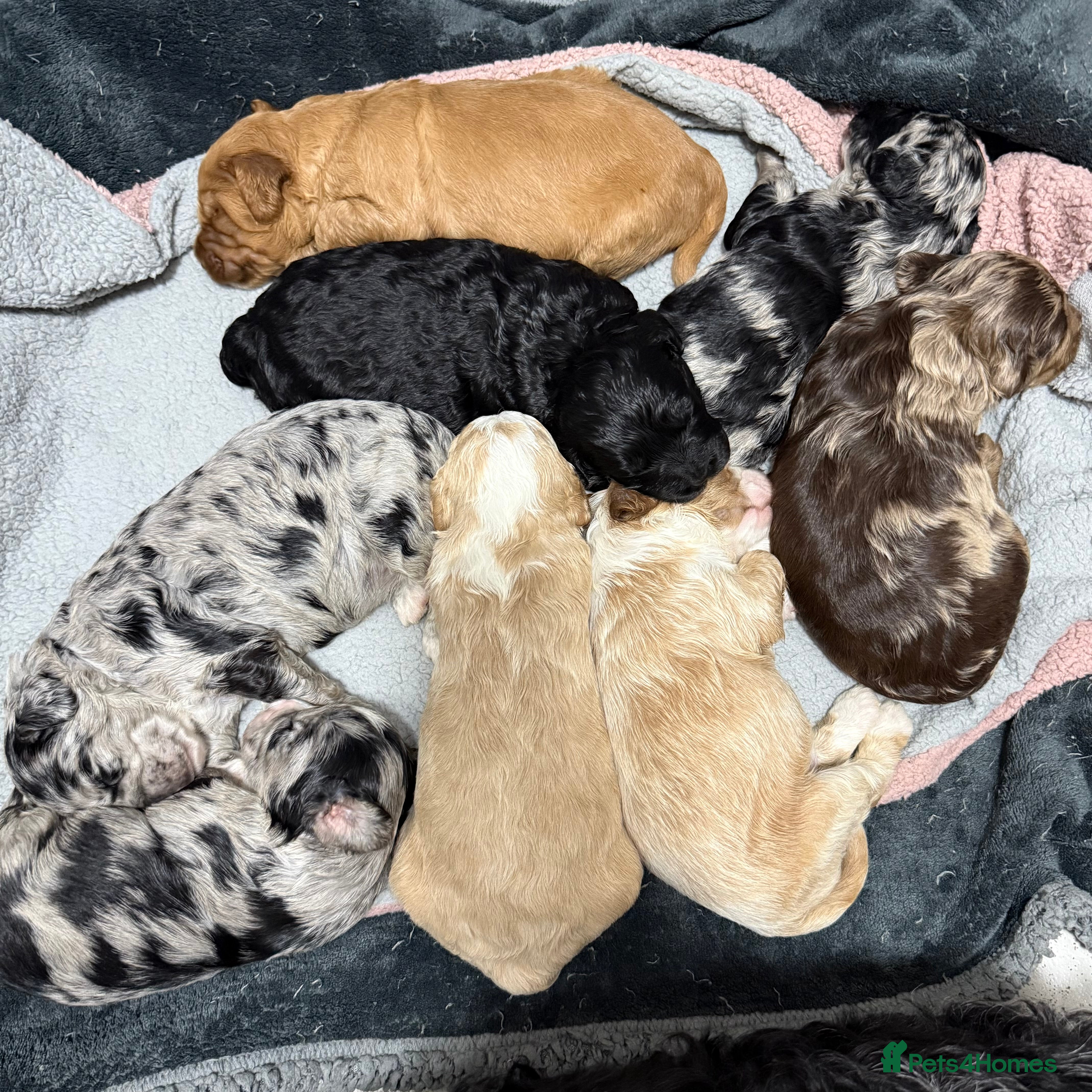 Australian Labradoodle dogs AUSTRALIAN LABRADOODLE  - Advert 4