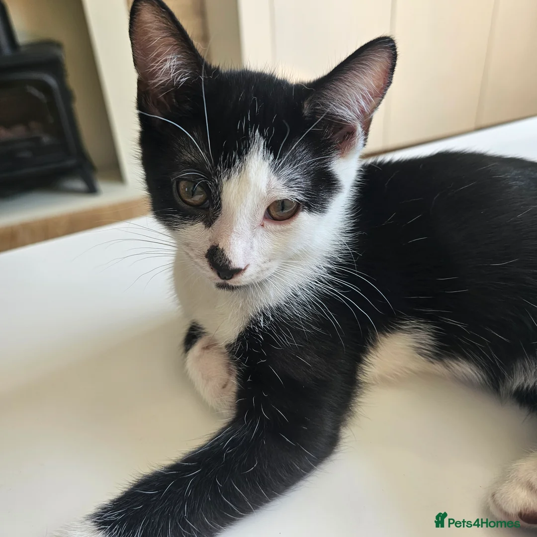 Mixed Breed cats for sale: Beautiful Kittens - 2 Boys & 1 Girl - Ready Now!!! - Advert 10