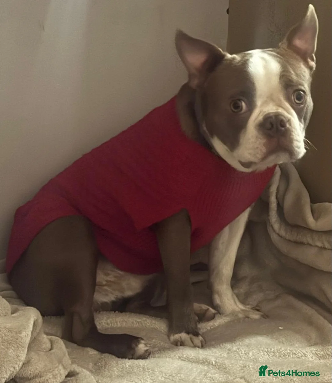 Boston Terrier dogs for sale: KC Reg Lilac Boston Terrier Male, 11 Months.  in Leeds - Advert 5