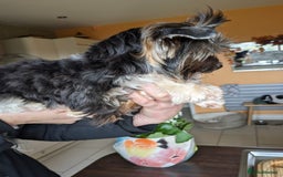 Biewer Terrier dogs for stud: Purebred Pedigree Biewer Terrier Proven Stud in Merthyr Tydfil - Image 6