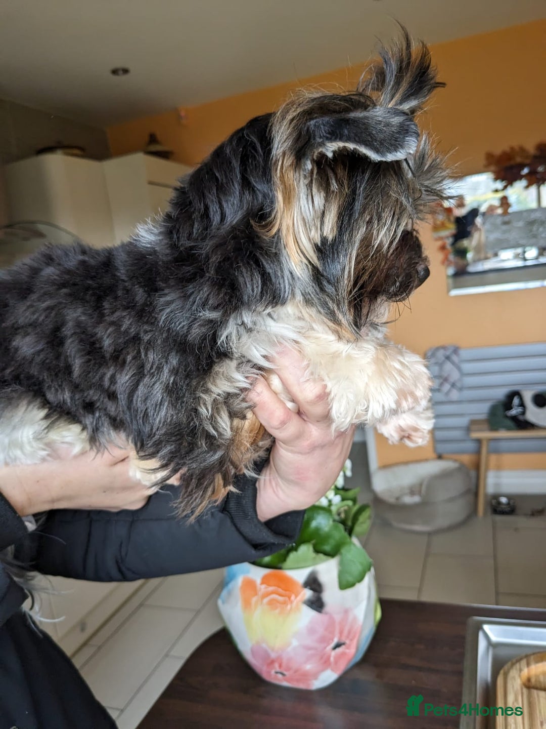 Biewer Terrier dogs for stud: Purebred Pedigree Biewer Terrier Proven Stud in Merthyr Tydfil - Image 6