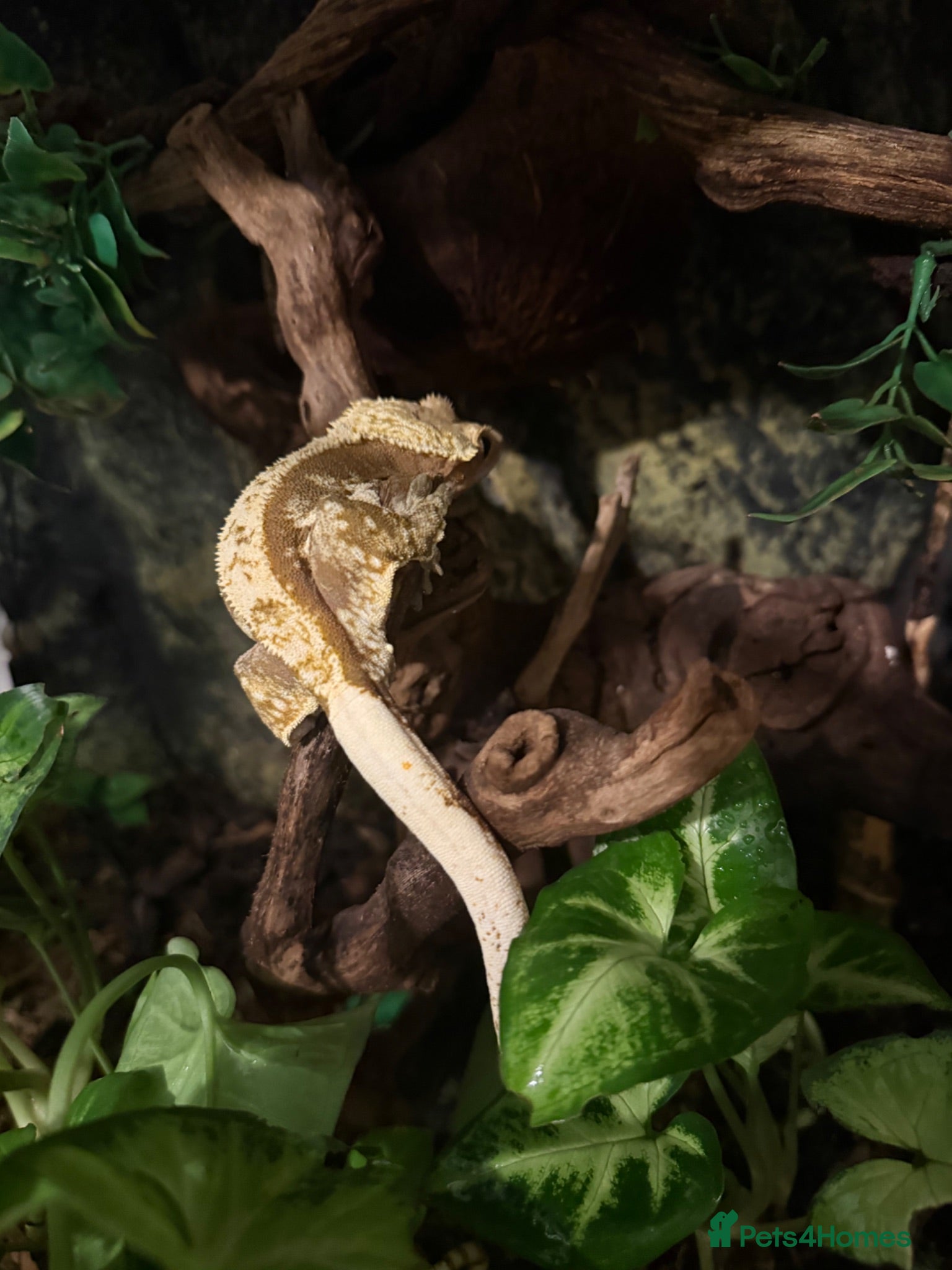 Gecko reptiles Crested gecko for sale - Advert 1