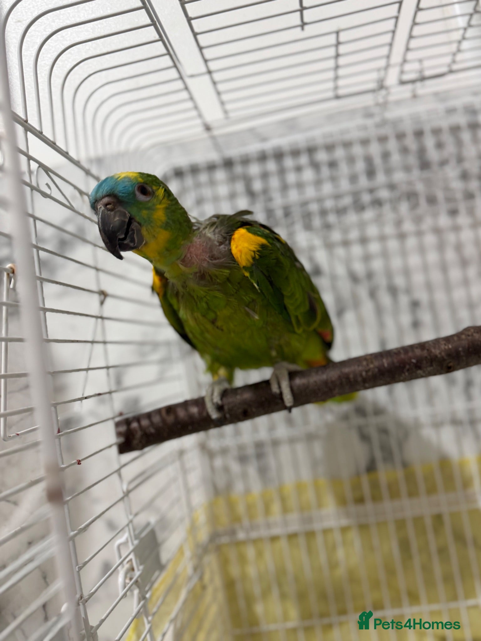 Parrots birds Blue fronted Amazon parrot (5Year old)  - Advert 20