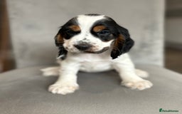 Cocker Spaniel dogs for sale: Health tested cocker spaniel pups  - Image 10