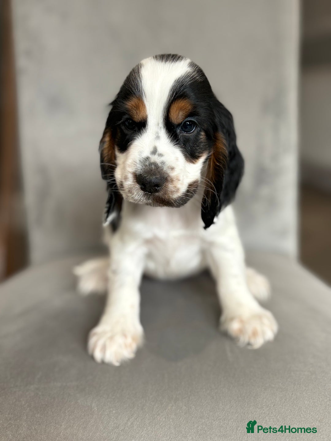 Cocker Spaniel dogs for sale: Health tested cocker spaniel pups  - Image 10