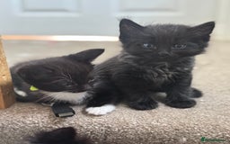 Ragdoll cats for sale: Half Ragdoll male kitten Last one  - Image 1