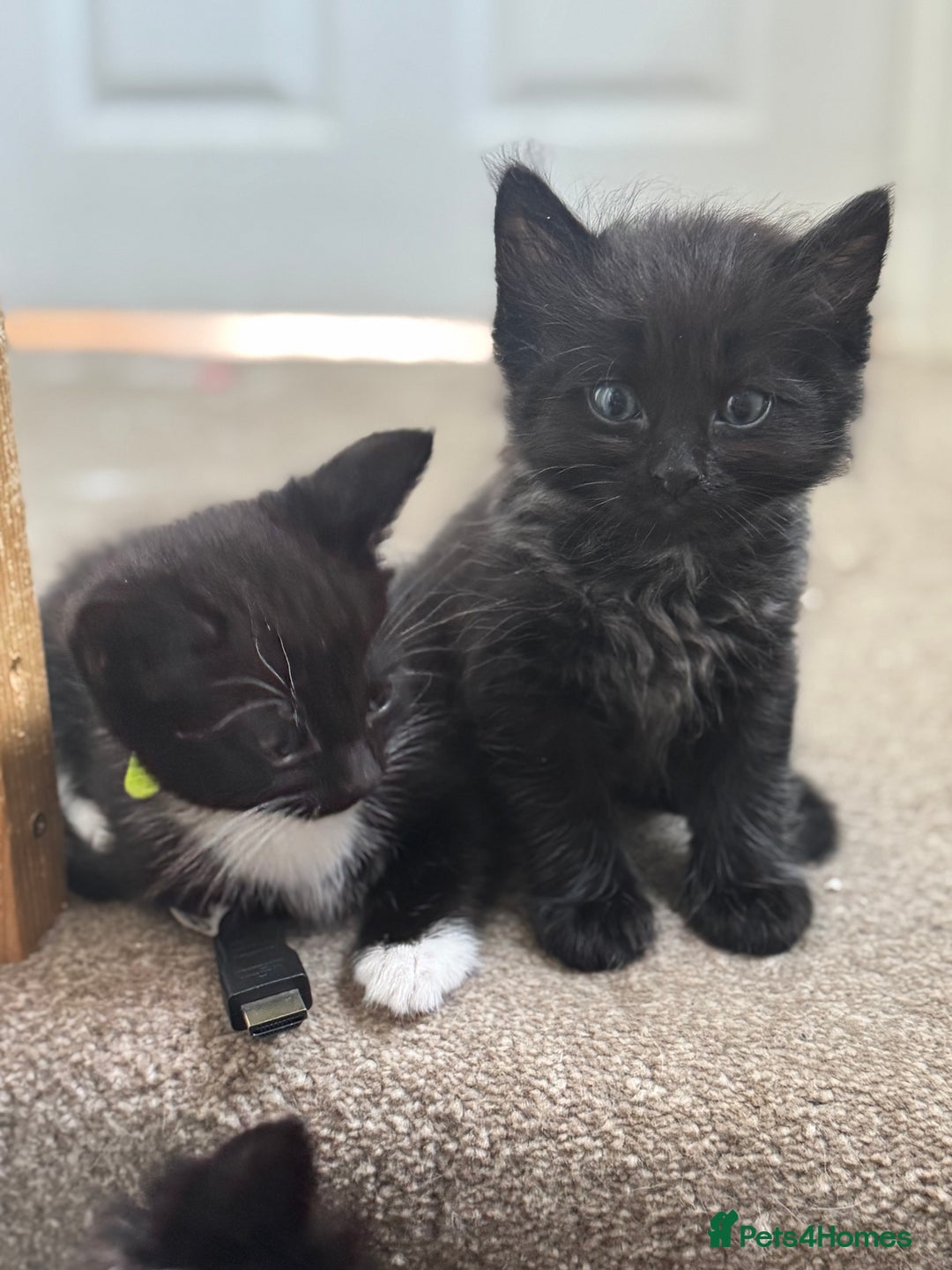 Ragdoll cats for sale: Half Ragdoll male kitten Last one  - Image 1