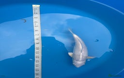 Koi Carp fish for sale: Mix of koi  - Image 3