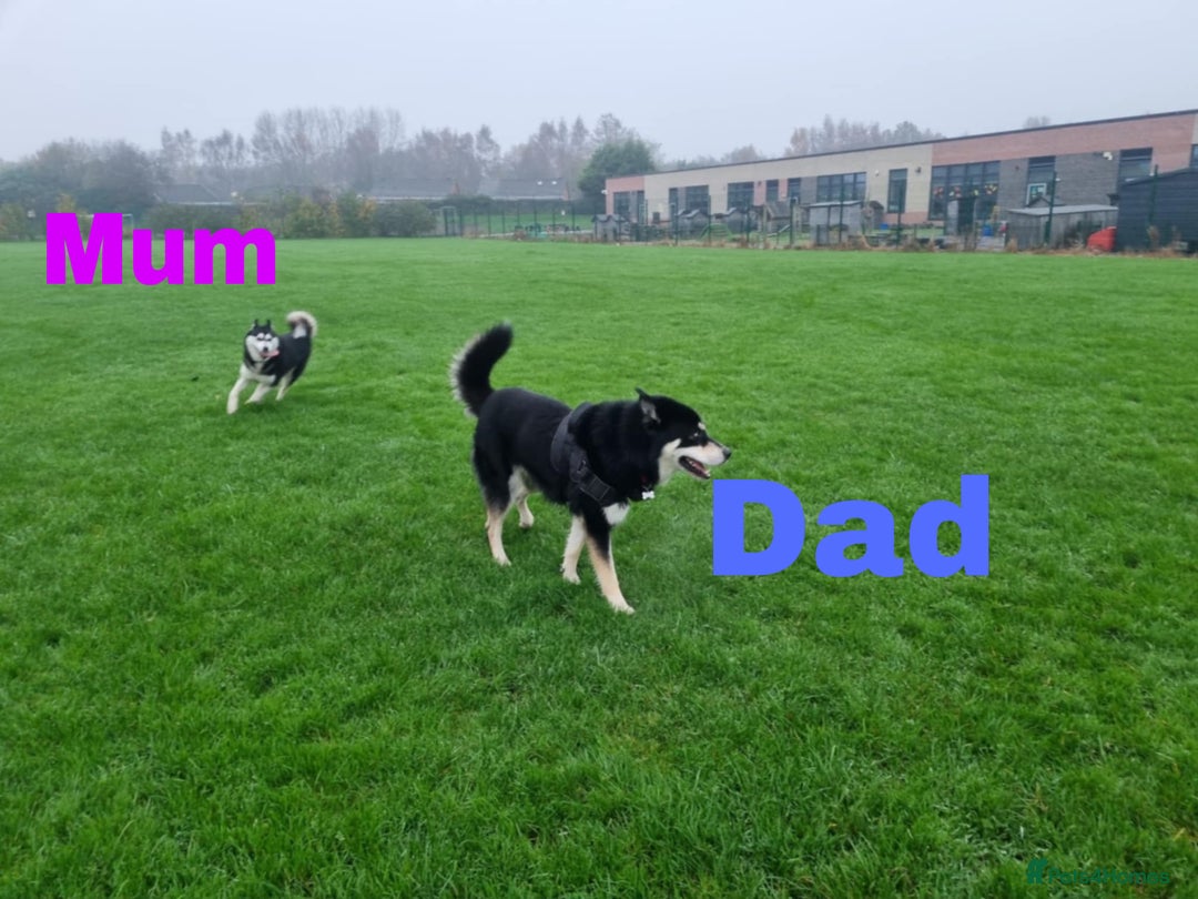 Siberian Husky dogs for sale: 8 beautiful husky puppies - Image 11
