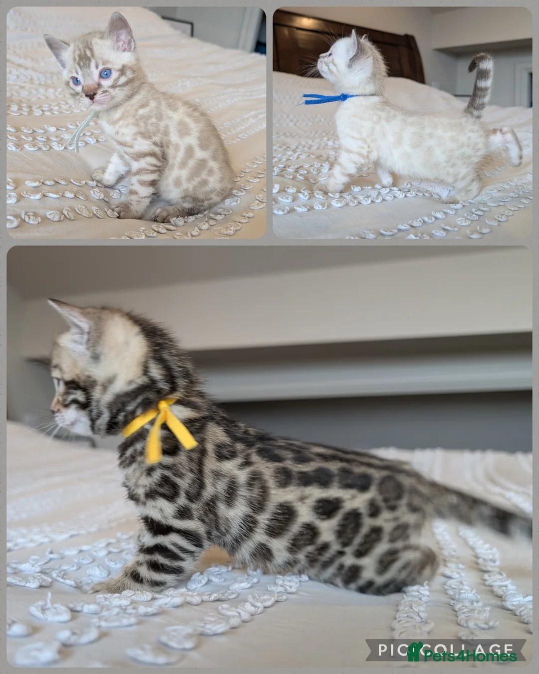 Bengal cats for sale: 🖤🤎🤍 ADORABLE BENGAL KITTENS 🤍🤎🖤 - Advert 1