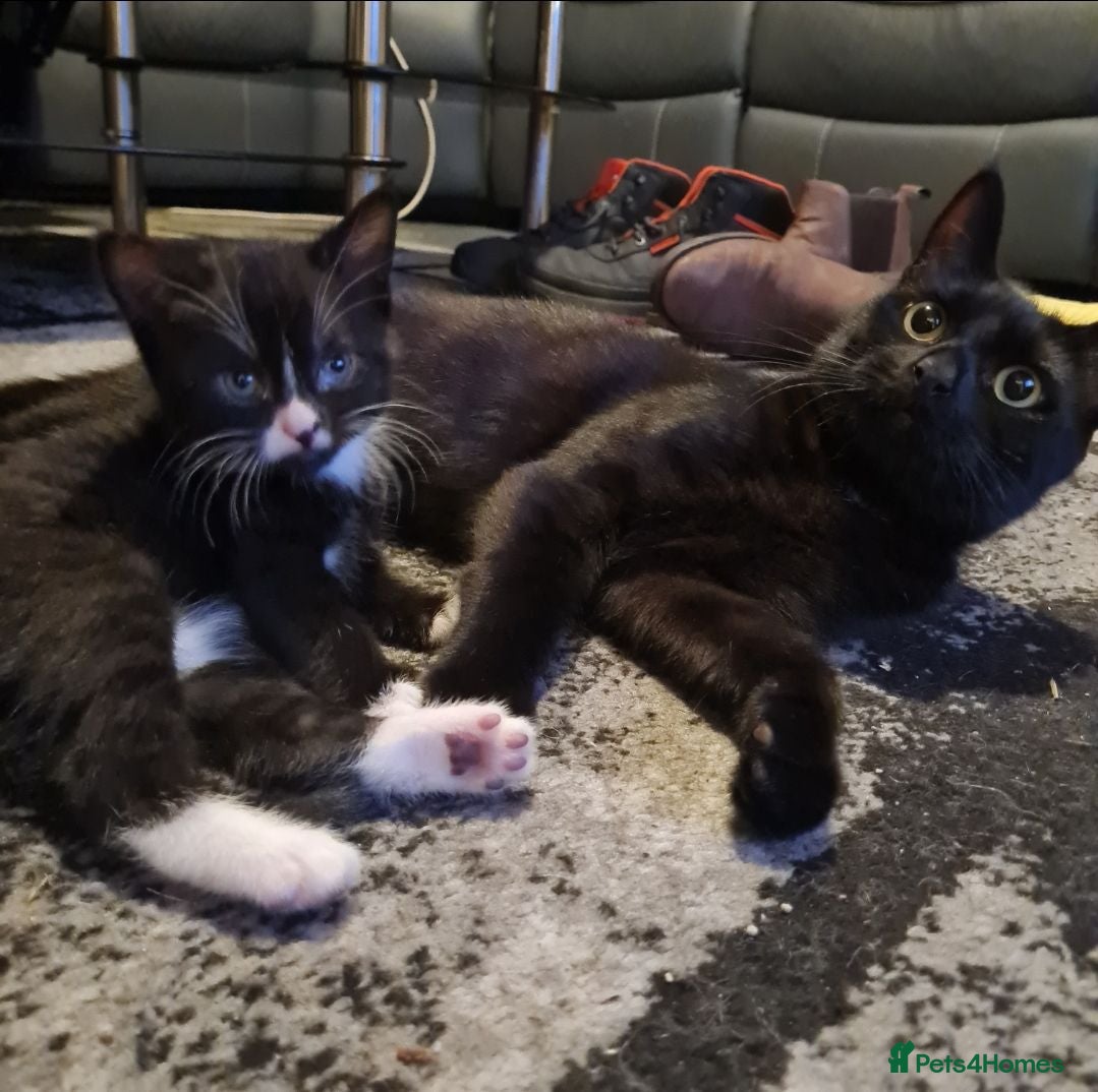 Mixed Breed cats 1 male and 1 female kitten - Advert 1