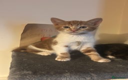 Mixed Breed cats for sale: Cute baby kittens - Advert 8