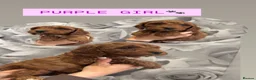 Cavapoo dogs for sale:  🐶Red Cavapoo puppies for sale 🐶 - Advert 5
