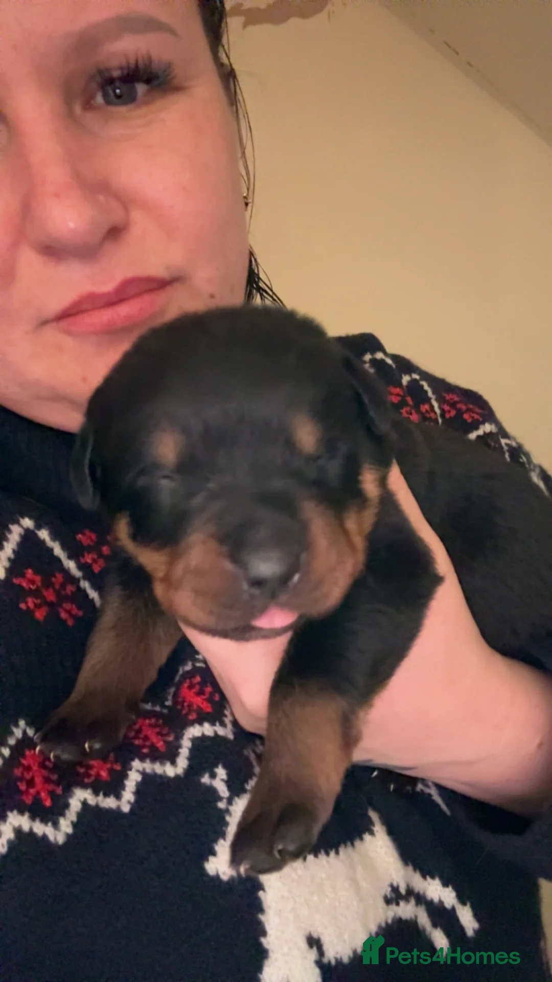 Rottweiler dogs for sale: 3 chunky KC registered girls for sale - Advert 11