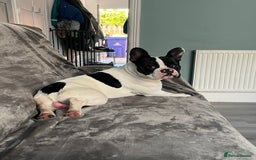 French Bulldog dogs for sale: French bulldog  - Image 3