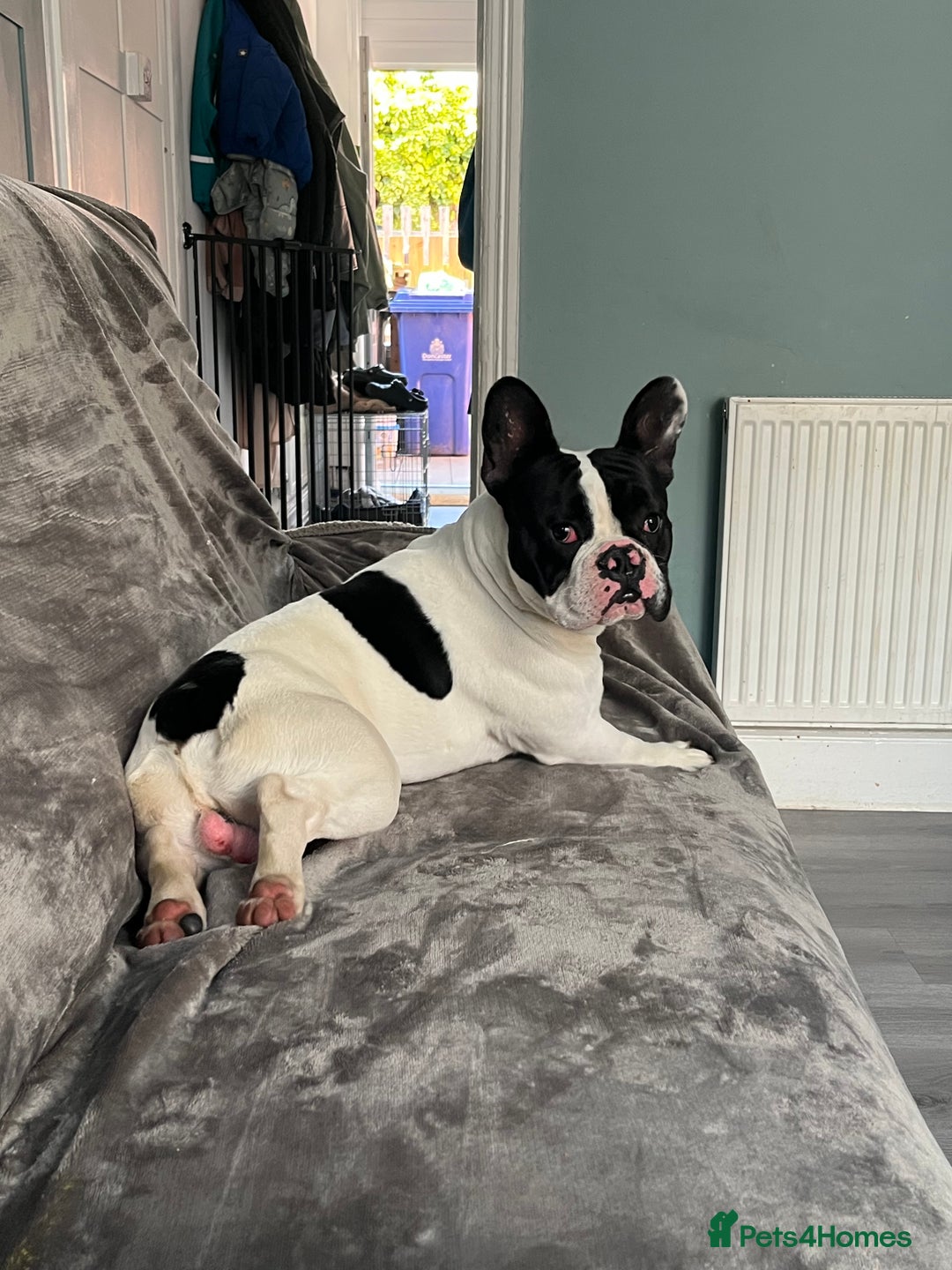 French Bulldog dogs for sale: French bulldog  - Image 3