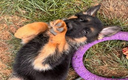 German Shepherd dogs for sale: Last female-health and temperament tested parents - Image 2
