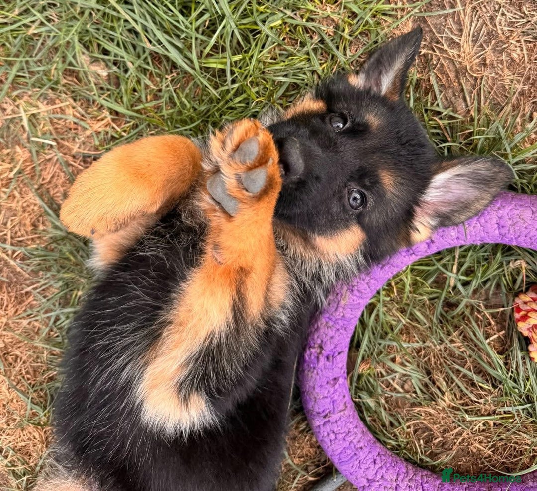 German Shepherd dogs for sale: Last female-health and temperament tested parents - Image 2
