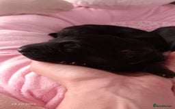 German Shepherd dogs for sale: Excellent Long-Haired German Shepherd Puppies. KC. - Image 14
