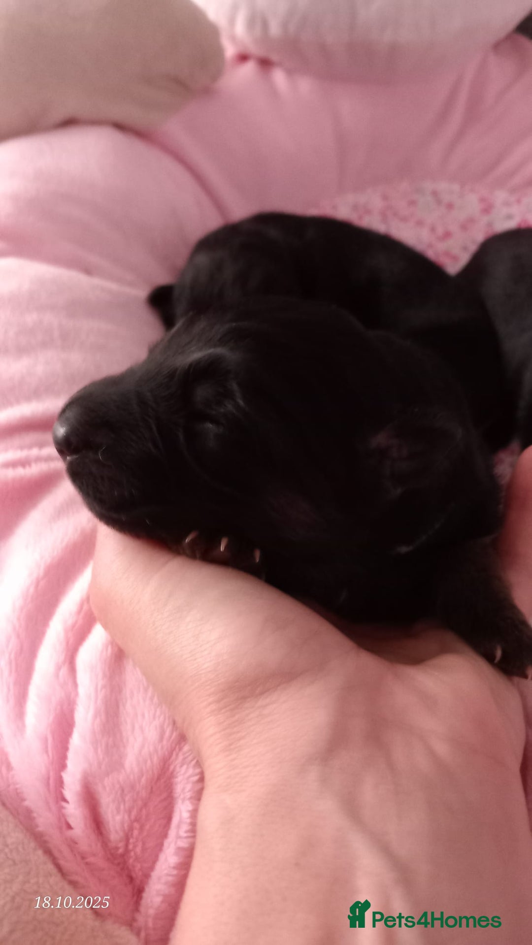 German Shepherd dogs for sale: Excellent Long-Haired German Shepherd Puppies. KC. - Image 14