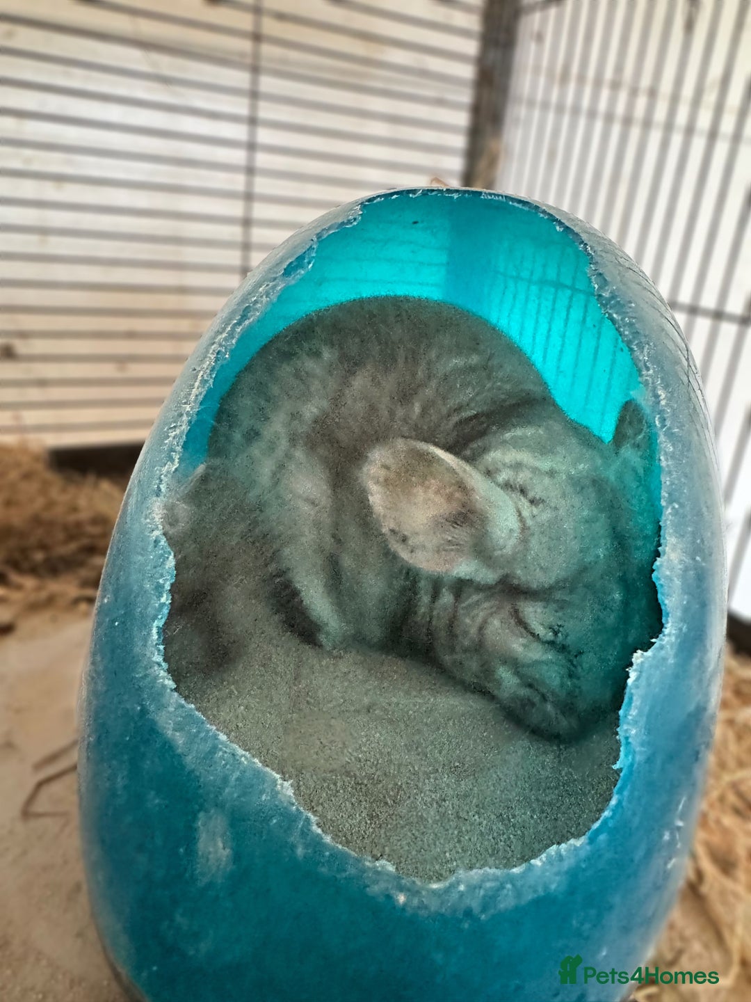 Chinchilla rodents for sale: Trio of Chinchillas - Advert 3
